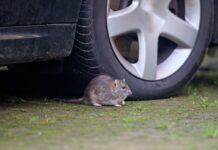 Гризуни Завдають збитків Автомобілям у Великій Британії, підвищуючи вартість ремонту