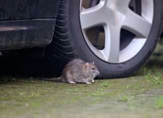 Гризуни Завдають збитків Автомобілям у Великій Британії, підвищуючи вартість ремонту